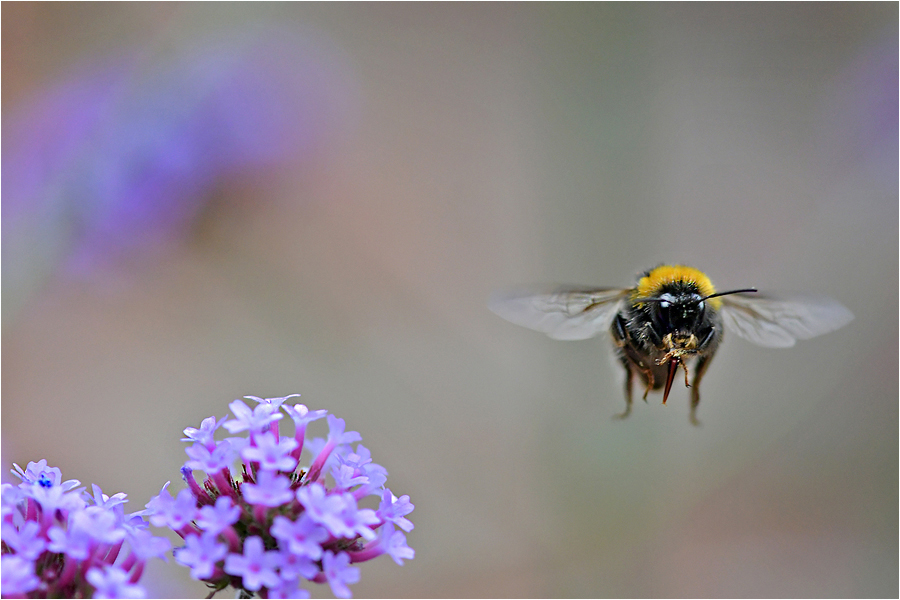 Wk 2 In volle vlucht