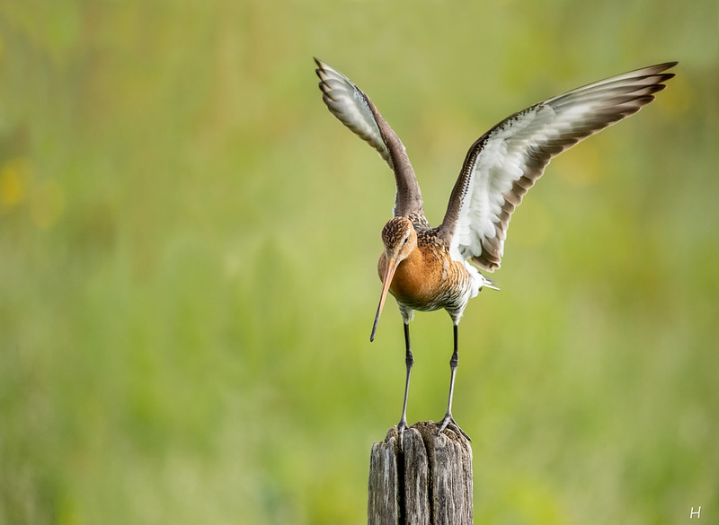 Wk 19 Grutto landing