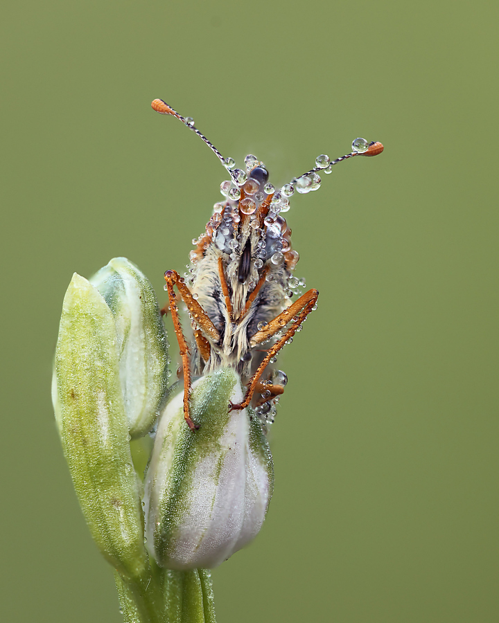 Wk26 veldparelmoervlinder anders