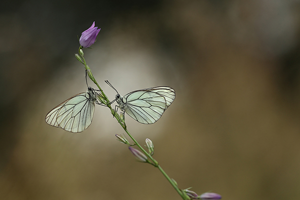 WK 28  Geaderd witje