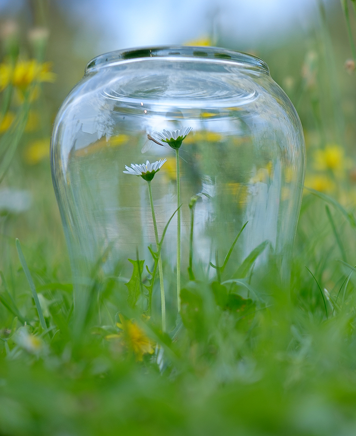 08 Augustus - Bloemen