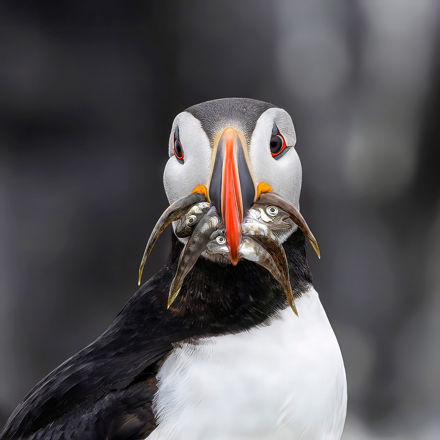 Wk 35 papagaaiduiker