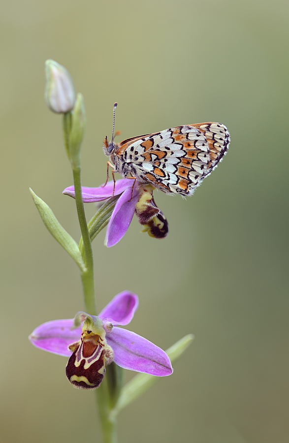 Wk37 veldparelmoervlinder