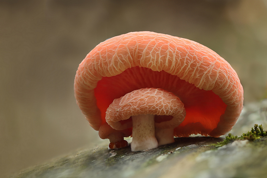 Wk 06...goed beschermd...