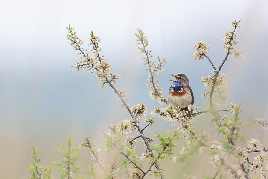 Wk17 Blauwborst in bloesem