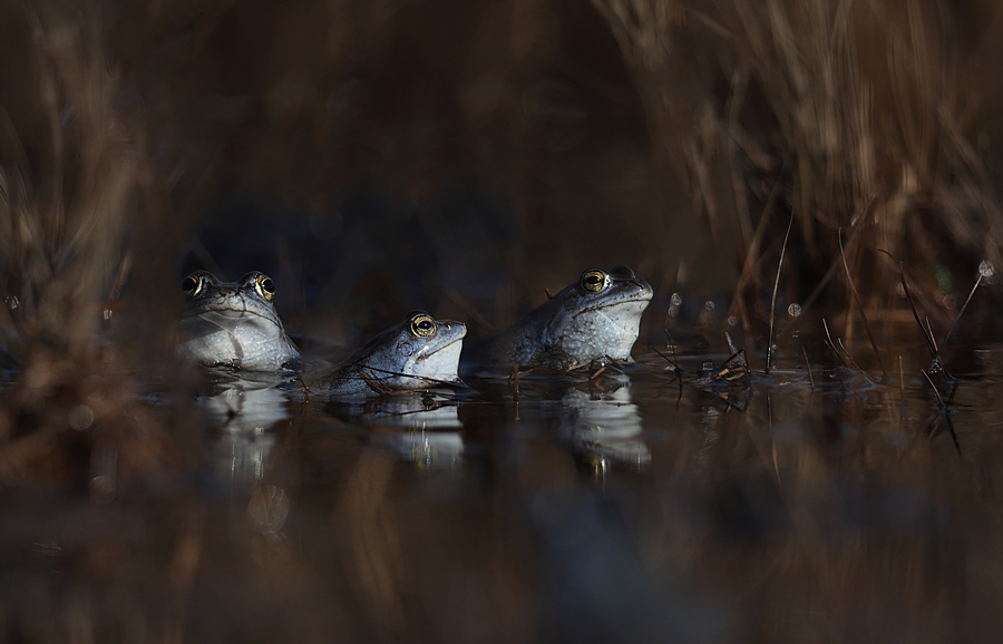 Wk24 We wachten op de dames