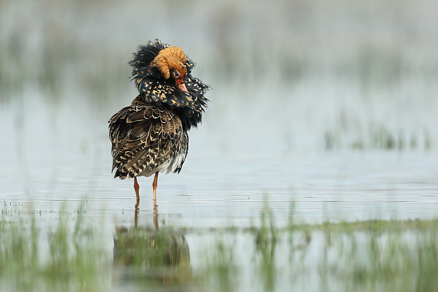 Wk31 kemphaan in baltskleed