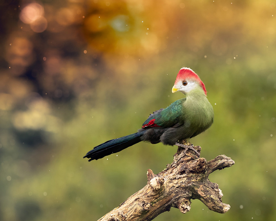 54979602999 6bafa92487 bklein