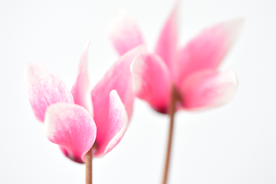 Cyclaam met Orton effect