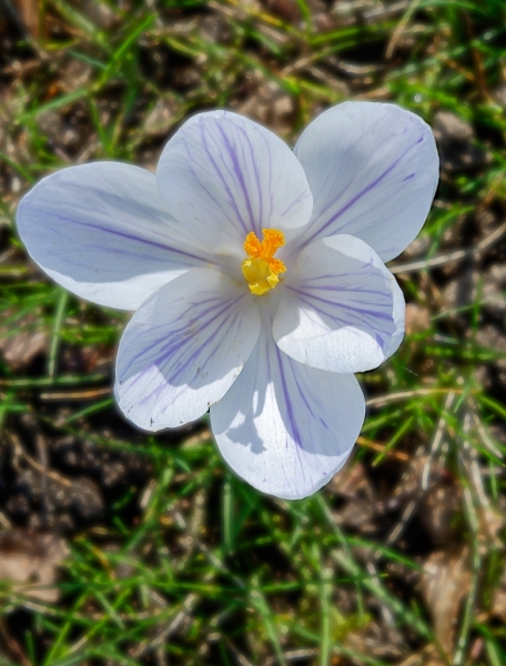 Maandopdracht februari 2026 - Frans