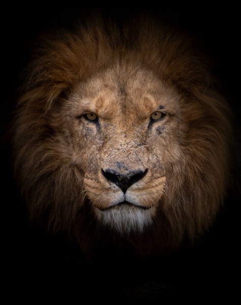 Koning uit de schaduw