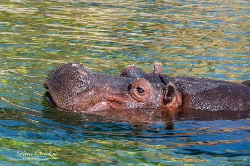 Hippo.