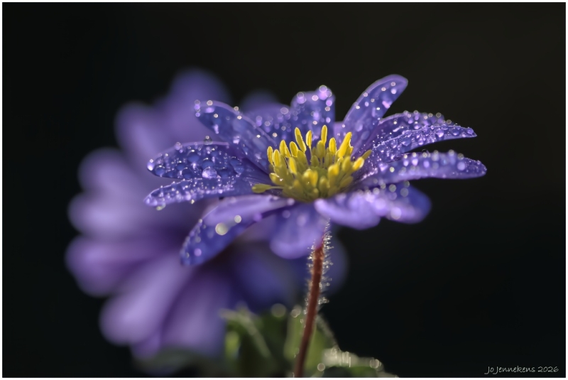 Anemone blanda