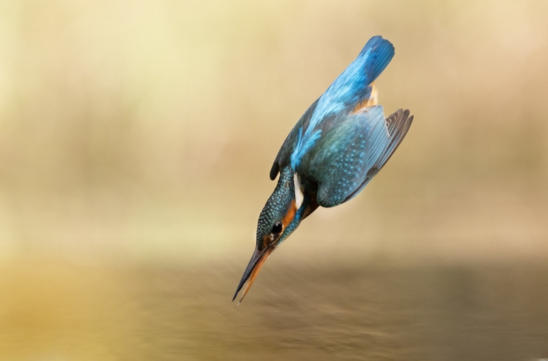 Ijsvogel