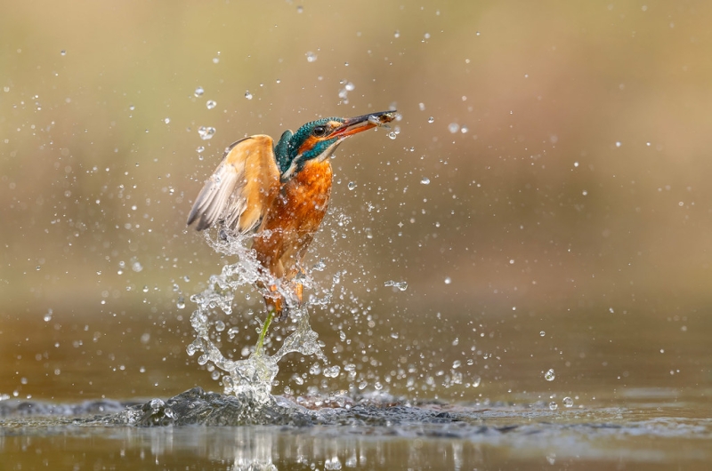 Ijsvogel  III