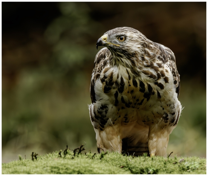 Buizerd.