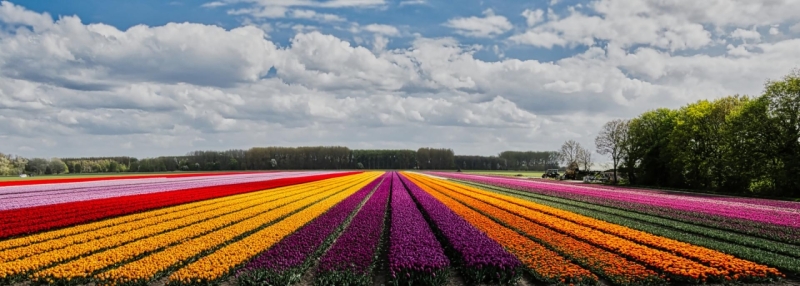 Kleur in de polder.