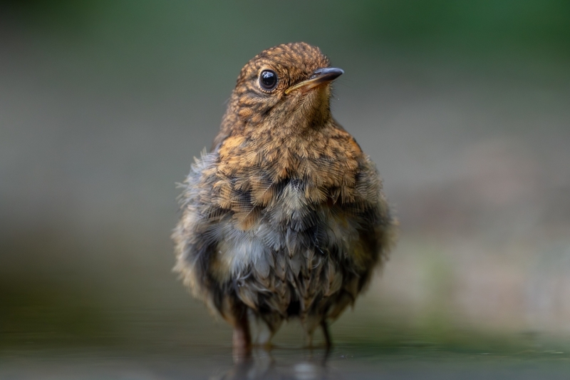 ~ Robin ~