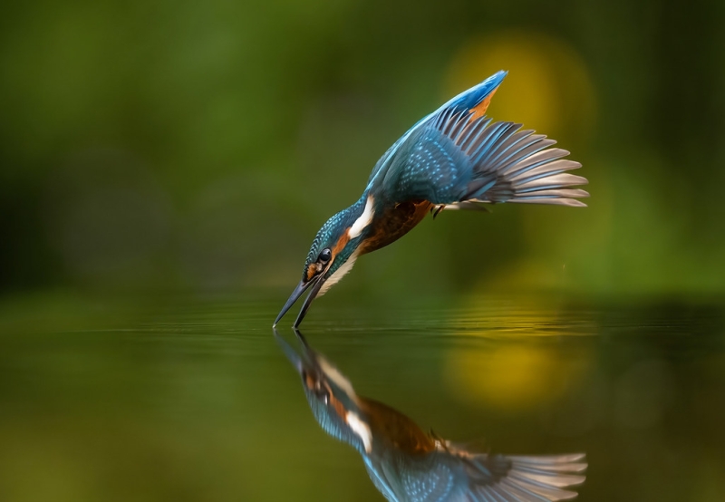 Ijsvogel  IV