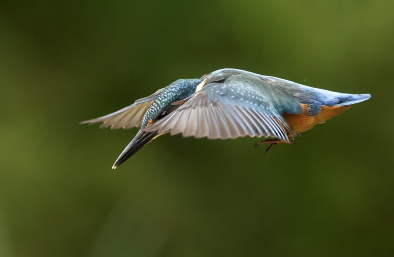 Ijsvogel