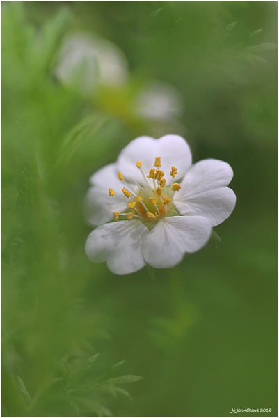 Potentilla alba
