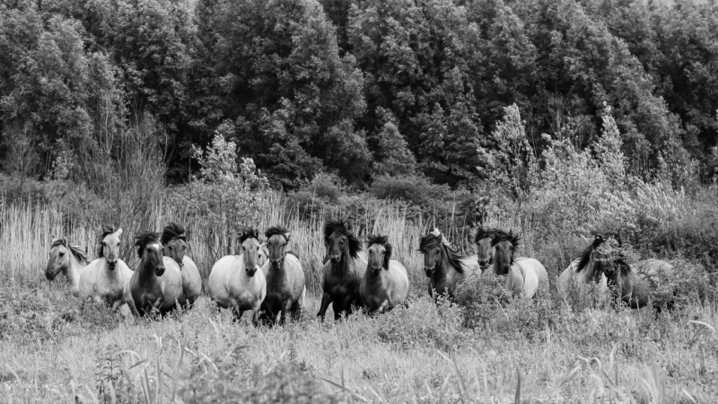 Koniks in galop;