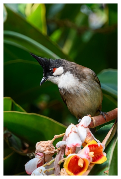 Red-Whiskered Bulbul..