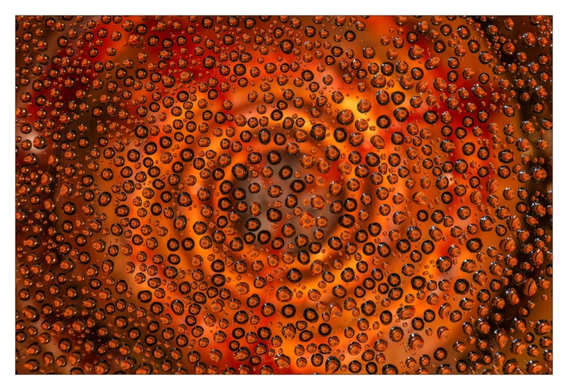 Bubbels