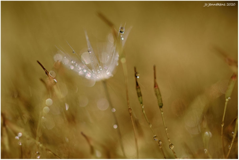 Caught by moss