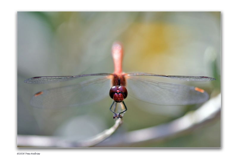 Libelle