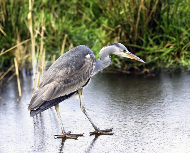 Geen echte IJsvogel.
