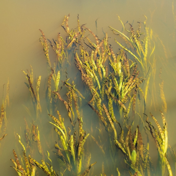Waterplanten