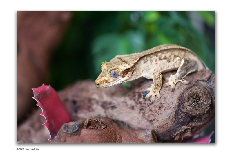 Melvin