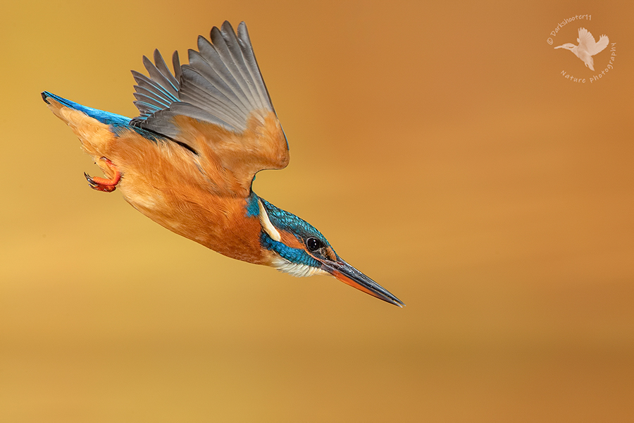 Week 51 -  My little blue arrow