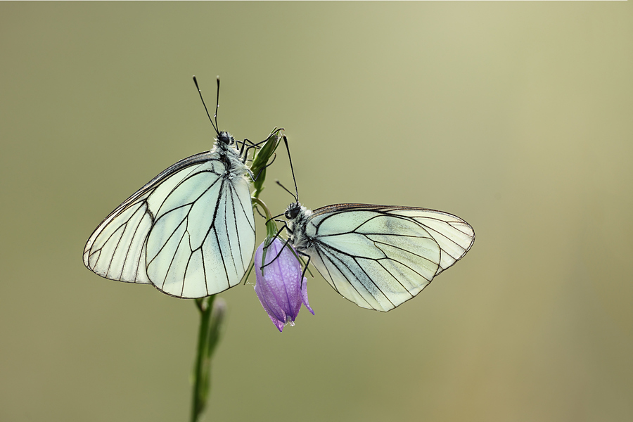 Wk24 groot geaderd witje - duo