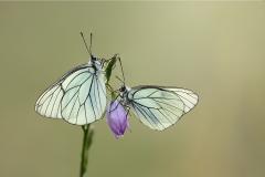 Wk24 groot geaderd witje - duo