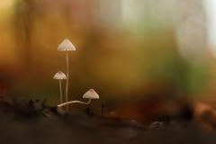 .Wk 44 ..schemerlampjes...