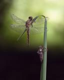 05 Mei - Nieuw leven