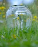 08 Augustus - Bloemen