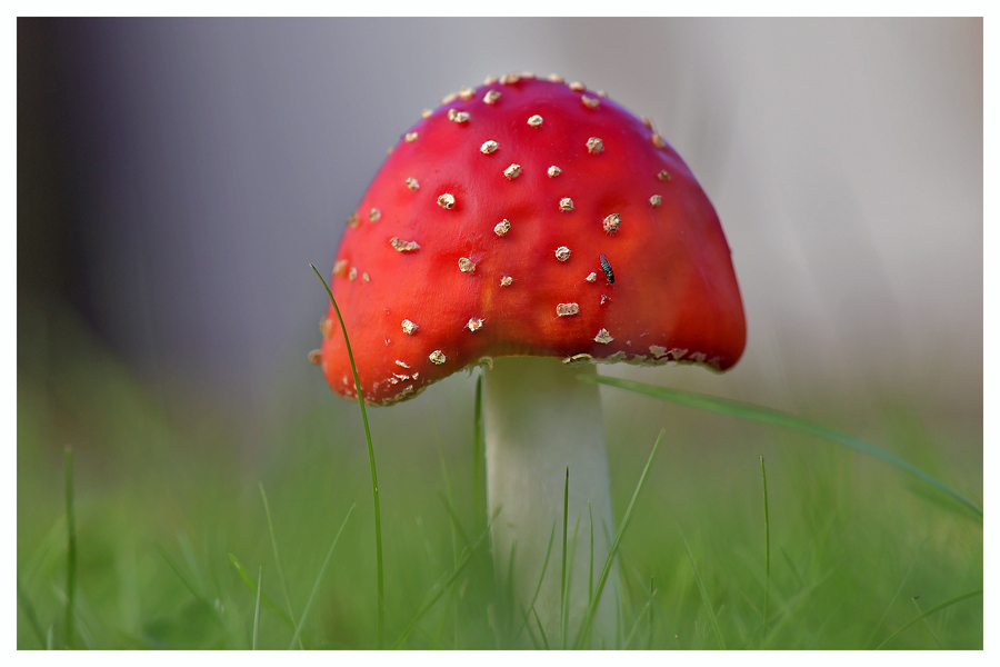 10 Oktober - Paddenstoel(en)