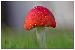 10 Oktober - Paddenstoel(en)