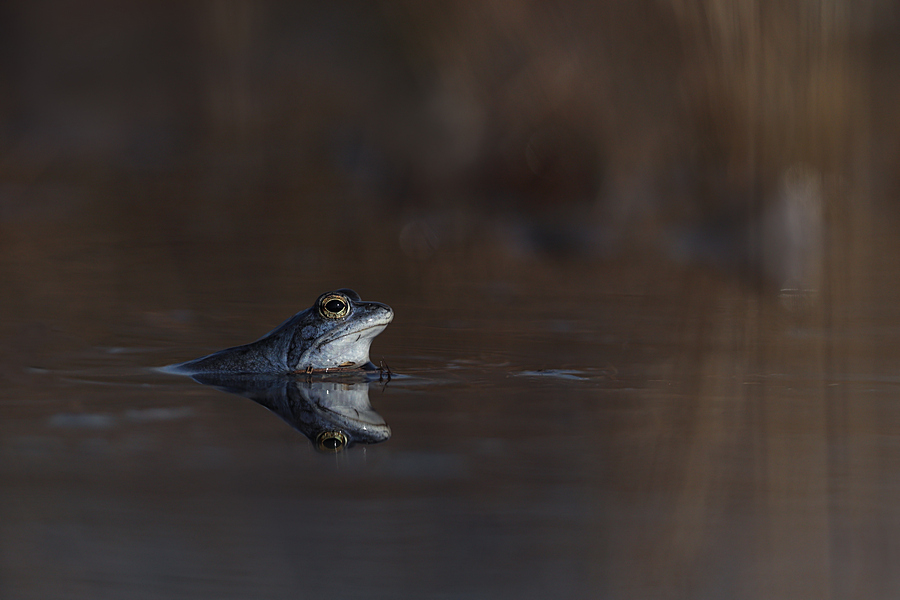 WK 11   blauwe heikikker