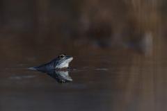 WK 11   blauwe heikikker