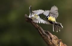 WK 12  Voorjaar gevecht