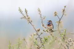 Wk17 Blauwborst in bloesem