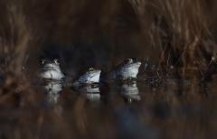 Wk24 We wachten op de dames