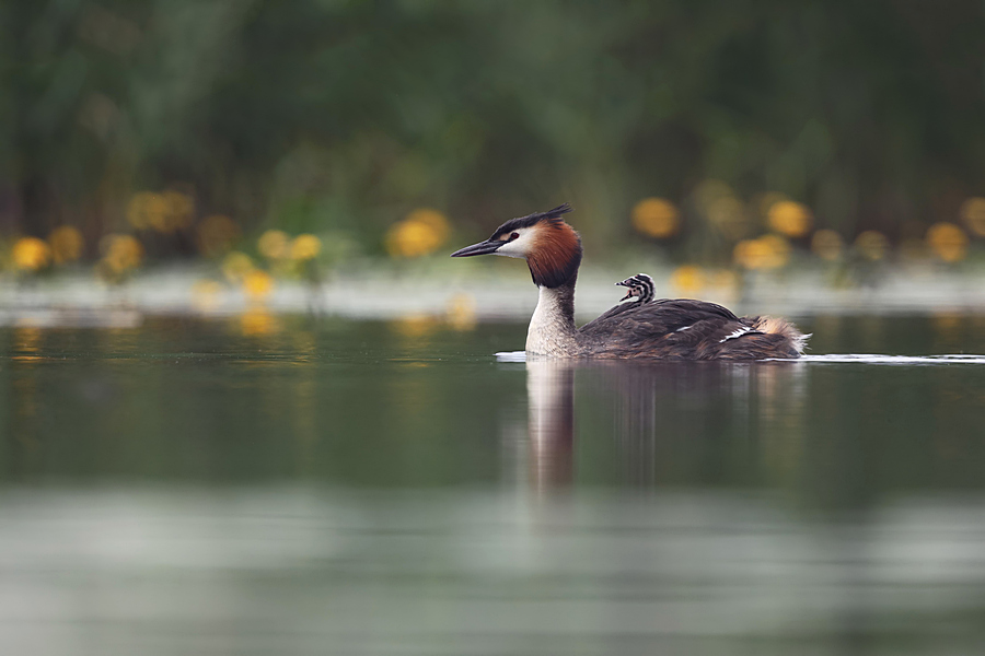 Wk28 stuurman in opleiding....