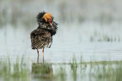 Wk31 kemphaan in baltskleed