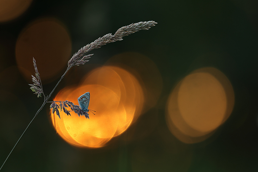 06 Juni - klein + beeldbepalend