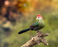 Wk7 Roodkuif toerako